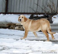 Испанский мастиф, щенки 5 мес. - Изображение #2, Объявление #599017