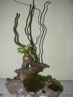 Лягушка на отдыхе - Изображение #2, Объявление #595933