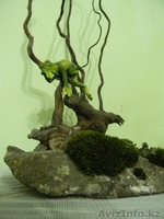 Лягушка на отдыхе - Изображение #3, Объявление #595933