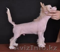 Китайская хохлатая, возьму в хорошие руки или куплю недорого - Изображение #2, Объявление #593933