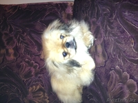 ПЕКИНЕС С РОДОСЛОВНОЙ - Изображение #1, Объявление #570990