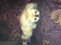 ПЕКИНЕС С РОДОСЛОВНОЙ - Изображение #2, Объявление #570990