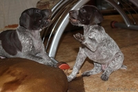 немецкая легавая (курцхаар). - Изображение #2, Объявление #528419