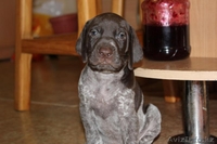 немецкая легавая (курцхаар). - Изображение #3, Объявление #528419