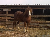 Продается жеребец,тяжеловоз - Изображение #2, Объявление #584834