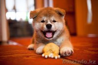 Продам щенка Акита Ину (Хатико) - Изображение #2, Объявление #605383