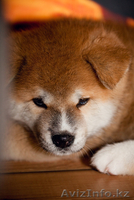 Продам щенка Акита Ину (Хатико) - Изображение #3, Объявление #605383