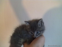 отдам котят(котики) - Изображение #2, Объявление #624975