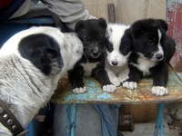 Алабай (среднеазиатская овчарка) Плодик - Изображение #1, Объявление #612169