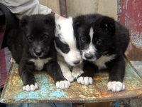 Алабай (среднеазиатская овчарка) Плодик - Изображение #2, Объявление #612169