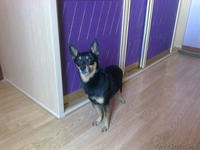 Симпатяга тойчик с родословной ищет девочку для случки - Изображение #4, Объявление #617885