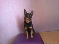 Симпатяга тойчик с родословной ищет девочку для случки - Изображение #2, Объявление #617885