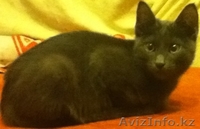 КОТИКИ СРОЧНО ИЩУТ ХОЗЯЕВ  - Изображение #2, Объявление #25585
