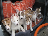 западно-сибирская лайка - Изображение #3, Объявление #623804