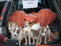 западно-сибирская лайка - Изображение #1, Объявление #623804