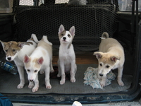 западно-сибирская лайка - Изображение #2, Объявление #623804