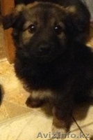 ЩЕНКИ СРОЧНО ИЩУТ ХОЗЯЕВ - Изображение #3, Объявление #608992