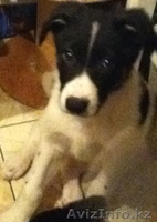 ЩЕНКИ СРОЧНО ИЩУТ ХОЗЯЕВ - Изображение #4, Объявление #608992