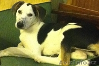 ЩЕНКИ СРОЧНО ИЩУТ ХОЗЯЕВ - Изображение #5, Объявление #608992