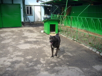 продам сторожевую собаку - Изображение #1, Объявление #615814