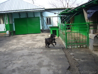 продам сторожевую собаку - Изображение #2, Объявление #615814