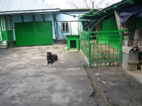 продам сторожевую собаку - Изображение #3, Объявление #615814