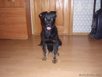 продам щенка европейской овчарки - Изображение #3, Объявление #624442