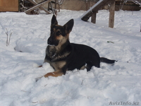 продам щенка европейской овчарки - Изображение #1, Объявление #624442