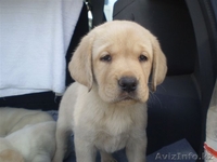Элитные щенки Лабрадора Ретривера - Изображение #1, Объявление #634224