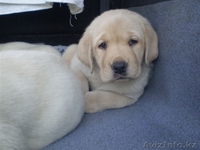 Элитные щенки Лабрадора Ретривера - Изображение #2, Объявление #634224