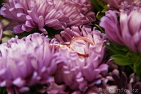 ФОТОСЪЕМКА ваших ТОРЖЕСТВ и СОБЫТИЙ! - Изображение #8, Объявление #456558