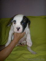 Продам щенков Американского бульдога - Изображение #1, Объявление #652045