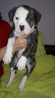 Продам щенков Американского бульдога - Изображение #4, Объявление #652045