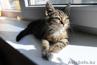 Отдам котенка в добрые, хорошие, заботливые руки - Изображение #1, Объявление #669841