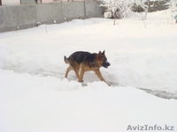 немецкая овчарка окрас черно-коричневый - Изображение #2, Объявление #659158