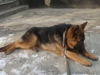 немецкая овчарка окрас черно-коричневый - Изображение #3, Объявление #659158