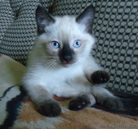 котята метисы от сиамского кота и серой длинношерстной кошки - Изображение #1, Объявление #673382