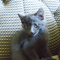 котята метисы от сиамского кота и серой длинношерстной кошки - Изображение #2, Объявление #673382