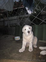 Продам алабайчиков - Изображение #1, Объявление #618660