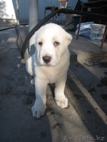 Продам алабайчиков - Изображение #2, Объявление #618660