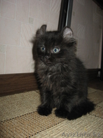 Котята Американского керла белые и черные - Изображение #3, Объявление #650047