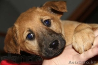 Отдадим Щенков! - Изображение #1, Объявление #647312