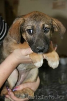 Отдадим Щенков! - Изображение #2, Объявление #647312