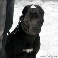 Щенки американского питбультерьера - Изображение #1, Объявление #693141