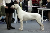 Щенки Аргентинского дога!!!  - Изображение #1, Объявление #686959