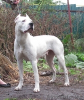 Щенки Аргентинского дога!!!  - Изображение #2, Объявление #686959