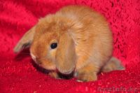 Карликовые кролики - Изображение #2, Объявление #701041