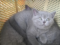 Продаю чистокровных британских котят - Изображение #2, Объявление #459192