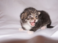 Монопородный питомник Мейн Кунов VikingCastle предлагает! - Изображение #2, Объявление #700508