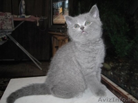 Продаю чистокровных британских котят - Изображение #1, Объявление #459192